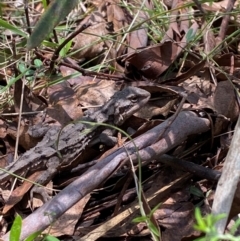 Unidentified Dragon at Cotter River, ACT - 1 Jan 2024 by Tapirlord