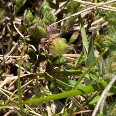Pultenaea polifolia (Dusky Bush-pea) at Tennent, ACT - 1 Jan 2024 by Tapirlord