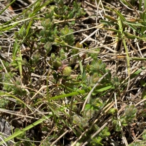 Pultenaea polifolia at Namadgi National Park - 1 Jan 2024