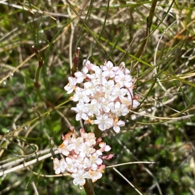 Trachymene humilis subsp. humilis (Alpine Trachymene) at Namadgi National Park - 1 Jan 2024 by Tapirlord