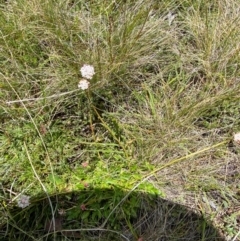 Trachymene humilis subsp. humilis at Namadgi National Park - 1 Jan 2024