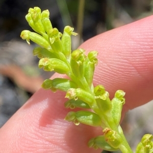 Microtis unifolia at Namadgi National Park - suppressed