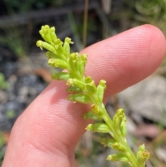 Microtis unifolia at Namadgi National Park - suppressed