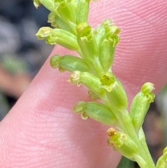 Microtis unifolia at Namadgi National Park - suppressed