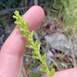 Microtis unifolia at Namadgi National Park - suppressed