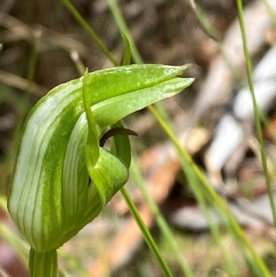 Pterostylis monticola (Large Mountain Greenhood) at Namadgi National Park - 1 Jan 2024 by Tapirlord