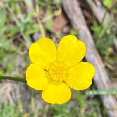 Ranunculus lappaceus (Australian Buttercup) at Namadgi National Park - 1 Jan 2024 by Tapirlord