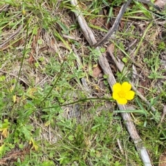 Ranunculus lappaceus at Namadgi National Park - 1 Jan 2024 01:43 PM