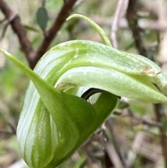 Pterostylis monticola (Large Mountain Greenhood) - 1 Jan 1900 by Tapirlord