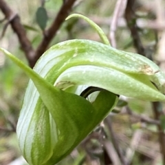 Pterostylis monticola (Large Mountain Greenhood) at Namadgi National Park - 1 Jan 2024 by Tapirlord