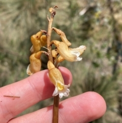 Gastrodia procera (Tall Potato Orchid) at Tennent, ACT - 1 Jan 2024 by Tapirlord