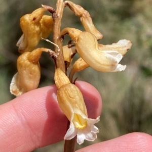 Gastrodia procera at Namadgi National Park - suppressed