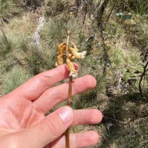 Gastrodia procera at Namadgi National Park - suppressed