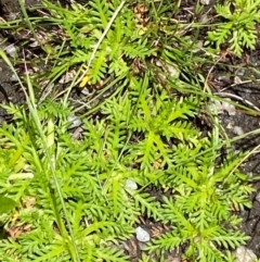 Cotula alpina (Alpine Cotula) at Tennent, ACT - 1 Jan 2024 by Tapirlord