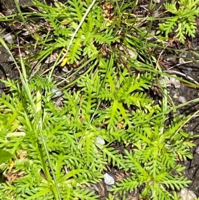 Cotula alpina (Alpine Cotula) at Tennent, ACT - 1 Jan 2024 by Tapirlord