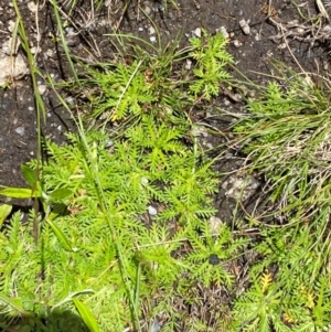 Cotula alpina at Namadgi National Park - 1 Jan 2024