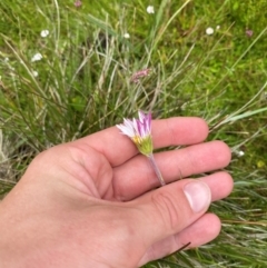 Celmisia sp. Pulchella (M.Gray & C.Totterdell 7079) Australian National Herbarium (Narrow-leaved Snow Daisy) at Namadgi National Park - 1 Jan 2024 by Tapirlord