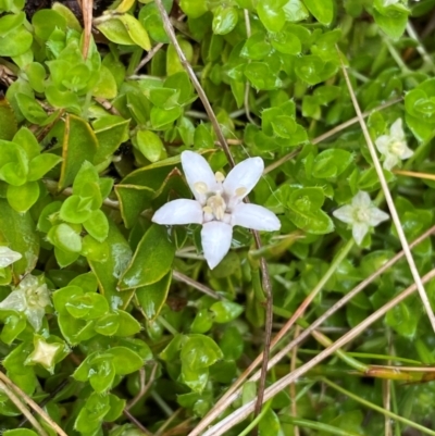 Rhytidosporum alpinum at Tharwa, ACT - 1 Jan 2024 by Tapirlord