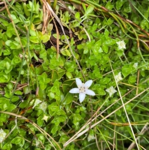 Rhytidosporum alpinum at Namadgi National Park - 1 Jan 2024