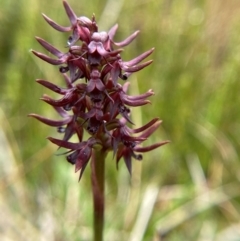 Corunastylis turfosa (Alpine midge orchid) at Namadgi National Park - 1 Jan 2024 by Tapirlord