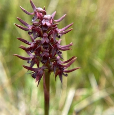 Corunastylis turfosa (Alpine midge orchid) at Tharwa, ACT - 1 Jan 2024 by Tapirlord