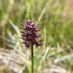 Corunastylis turfosa at Namadgi National Park - 1 Jan 2024