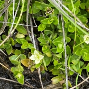 Mitrasacme serpyllifolia at Namadgi National Park - 1 Jan 2024