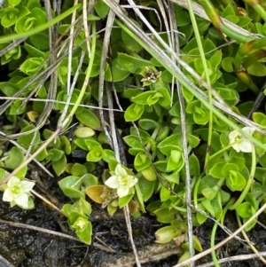 Mitrasacme serpyllifolia at Namadgi National Park - 1 Jan 2024