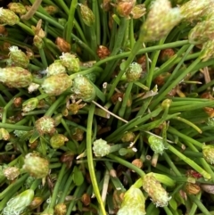 Isolepis crassiuscula (Alpine Club-rush) at Tharwa, ACT - 1 Jan 2024 by Tapirlord