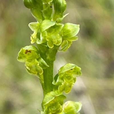 Microtis oblonga (Sweet Onion Orchid) - 1 Jan 1900 by Tapirlord