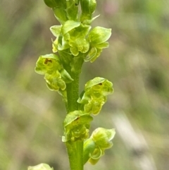 Microtis oblonga at Namadgi National Park - 1 Jan 2024