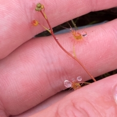 Drosera peltata (Shield Sundew) at Tharwa, ACT - 1 Jan 2024 by Tapirlord