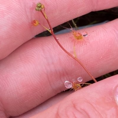 Drosera peltata (Shield Sundew) at Tharwa, ACT - 1 Jan 2024 by Tapirlord