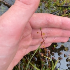 Drosera peltata at Namadgi National Park - 1 Jan 2024