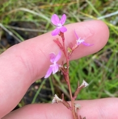 Stylidium montanum (Alpine Triggerplant) at Tharwa, ACT - 1 Jan 2024 by Tapirlord