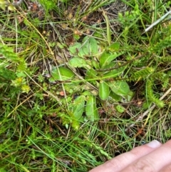 Goodenia montana at Namadgi National Park - 1 Jan 2024 12:21 PM