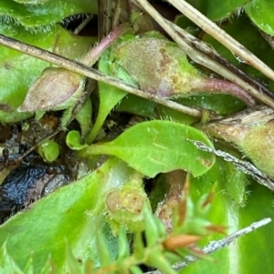 Goodenia montana at Namadgi National Park - 1 Jan 2024