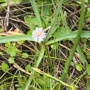 Lagenophora montana at Namadgi National Park - 1 Jan 2024