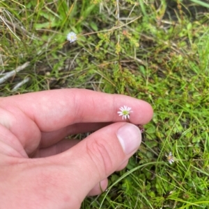 Lagenophora montana at Namadgi National Park - 1 Jan 2024