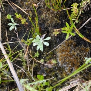 Argyrotegium mackayi at Namadgi National Park - 1 Jan 2024