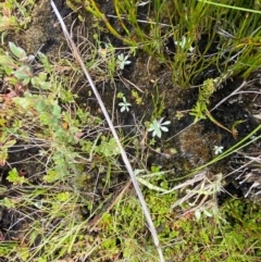 Argyrotegium mackayi at Namadgi National Park - 1 Jan 2024