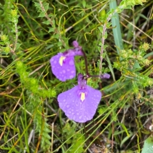 Utricularia dichotoma at Namadgi National Park - 1 Jan 2024 12:16 PM