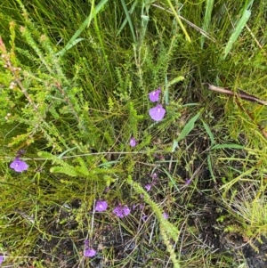 Utricularia dichotoma at Namadgi National Park - 1 Jan 2024 12:16 PM