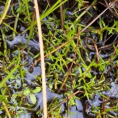 Myriophyllum lophatum (Crested Water-milfoil) at Namadgi National Park - 1 Jan 2024 by Tapirlord