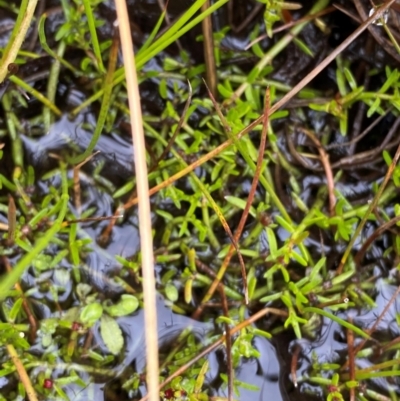 Myriophyllum lophatum (Crested Water-milfoil) at Tharwa, ACT - 1 Jan 2024 by Tapirlord