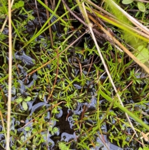 Myriophyllum lophatum at Namadgi National Park - 1 Jan 2024