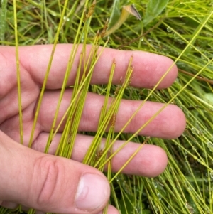 Carex rara subsp. capillacea at Namadgi National Park - 1 Jan 2024