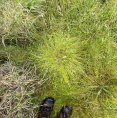 Carex capillacea at Namadgi National Park - 1 Jan 2024 12:13 PM