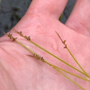 Carex capillacea at Namadgi National Park - 1 Jan 2024 12:13 PM