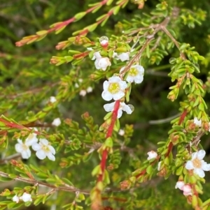 Baeckea gunniana at Namadgi National Park - 1 Jan 2024